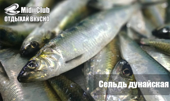 Сельдь дунайская свежемороженая, дунайка из Вилково, 4-5 шт на кг (ID ...