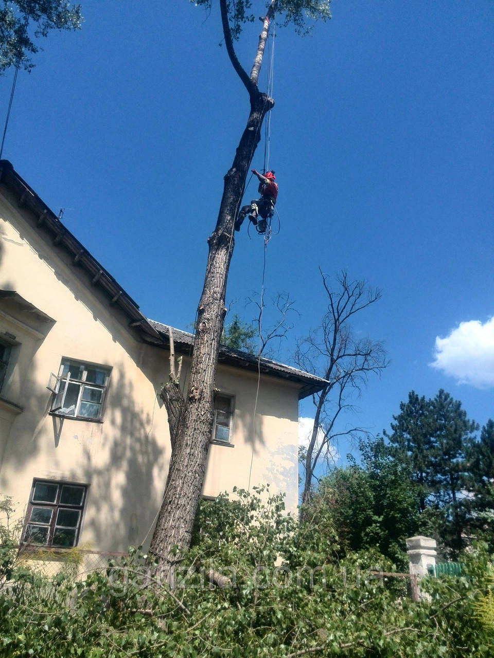 Видалення дерев