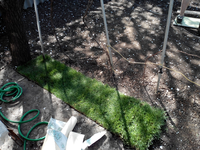 Рулонный газон