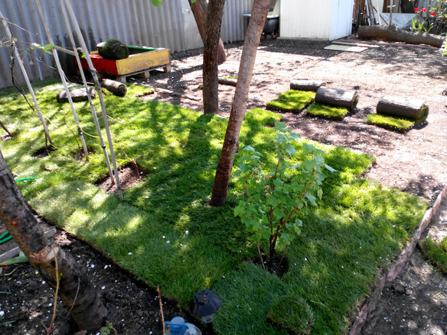 Газон в рулонах купить