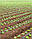 Крапельна стрічка GreenLine (Грін Лайн), крапельниці через 15см, 500м, в розмотування, фото 3