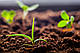 Органічні добрива.Чим корисні.