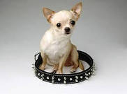 Амуніція і рулетки для собак та цуценят