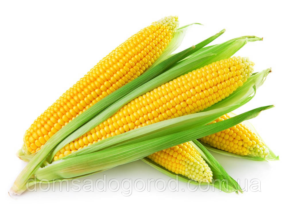 Кукурудза цукрова ТУСОН (ТАЙСОН) F1 Syngenta 1 кг