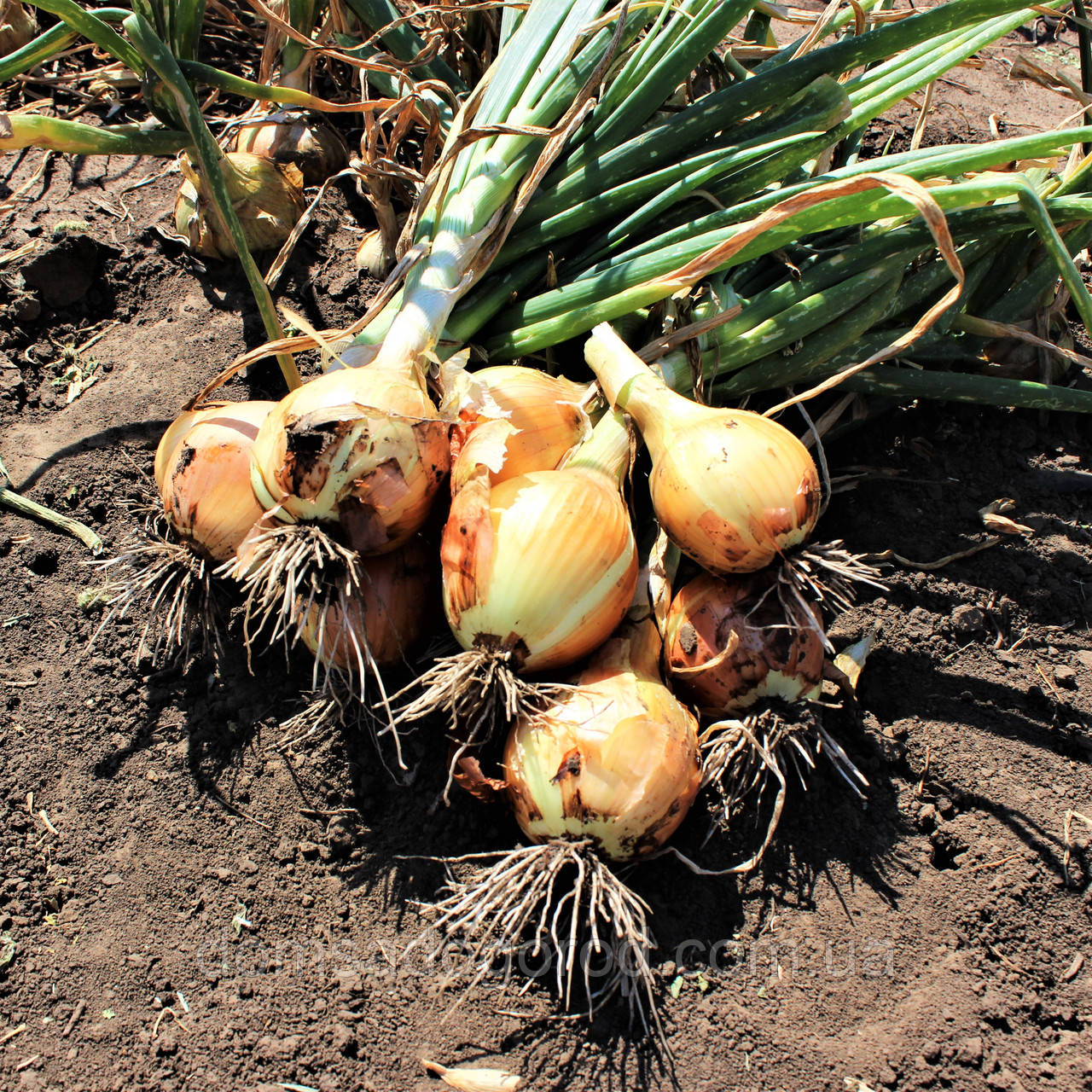 Лук БРАТКО F1 Syngenta  250 000 шт