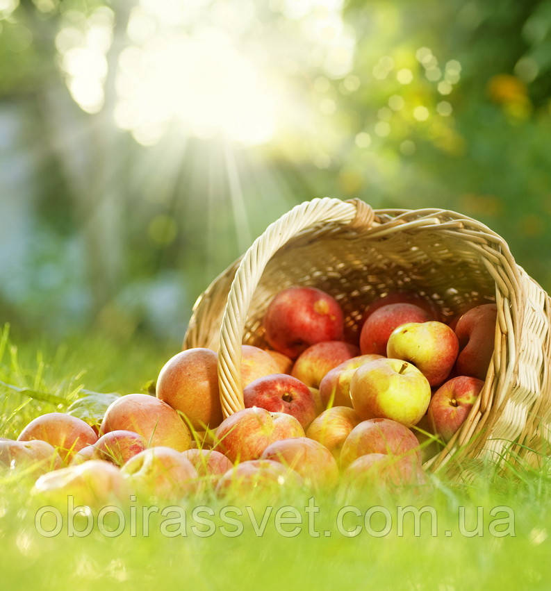 Фотошляхи вінілові на флізеліновій основі, що миють
