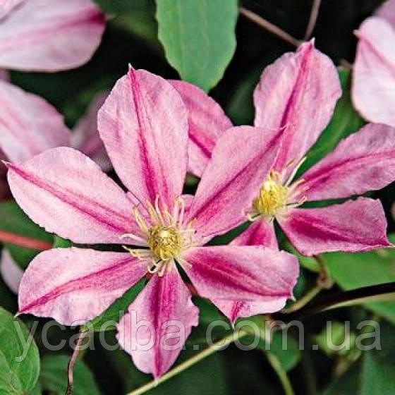 Клематіс Надія (горщик), фото 1