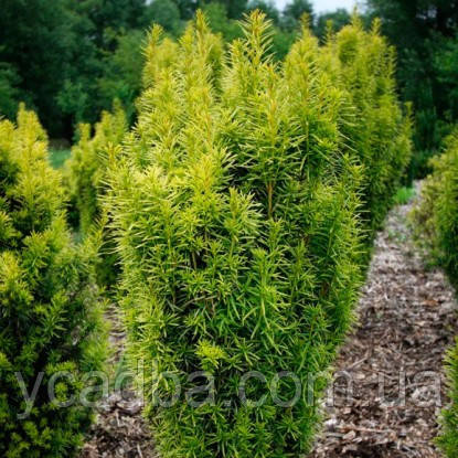 Тіс середній Хіксі (горщик 0,5л), фото 1