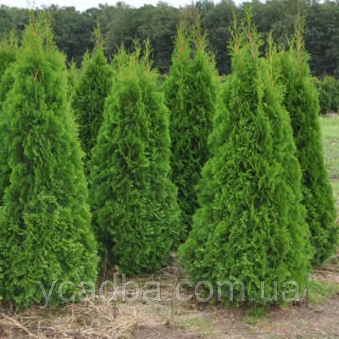 Туя західна Брабант (горщик 0,5л), фото 1