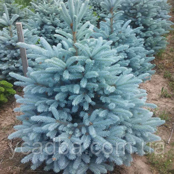 Ялина колюча Кейбаб (горщик 1,5л), фото 1