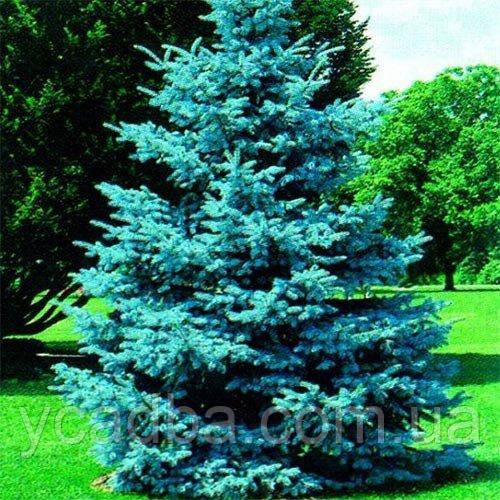 Ялина блакитна колюча Маджестик (горщик 0,5л), фото 1