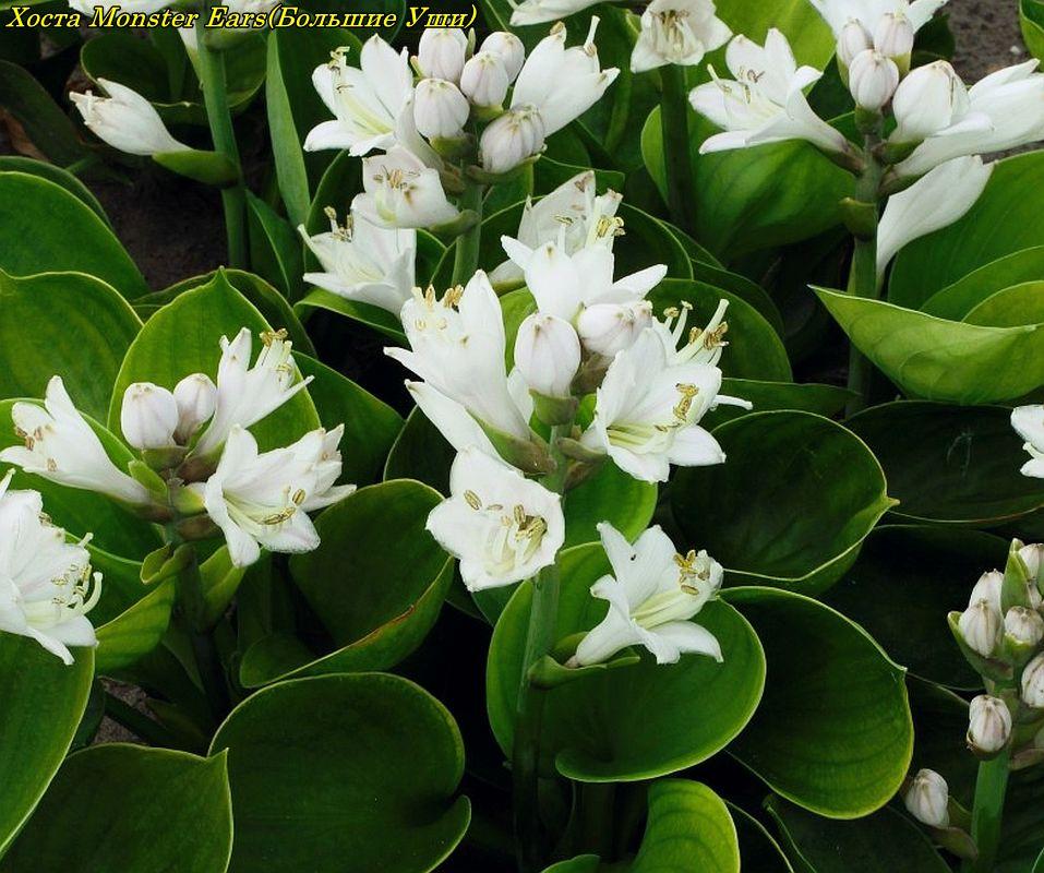 Хоста Monster Ears (Більні Вуха). горщик. 1л, фото 1