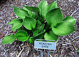 Хоста Monster Ears (Більні Вуха). горщик. 1л, фото 2