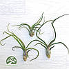 Тіландсія атмосферна Бульбоза (Tillandsia Bulbosa), фото 7