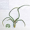 Тіландсія атмосферна Бульбоза (Tillandsia Bulbosa), фото 6