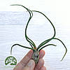 Тіландсія атмосферна Бульбоза (Tillandsia Bulbosa), фото 8