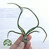 Тіландсія атмосферна Бульбоза (Tillandsia Bulbosa), фото 7