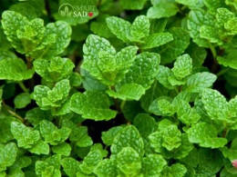 Мята Якима контейнер 0,9л