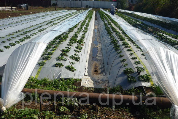 Агроволокно (укривний матеріал, спанбонд) 30 г/м2 ширина 15.8 м
