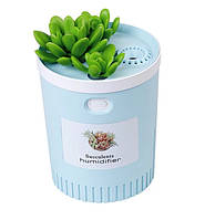 Портативный увлажнитель воздуха SUNROZ Succulents Humidifier в форме вазона USB LED 350 мл Голубой (SUN4065)