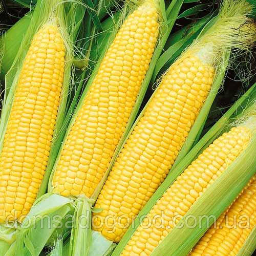 Кукурудза цукрова ОВЕРЛЕНД F1 Syngenta 1 КГ