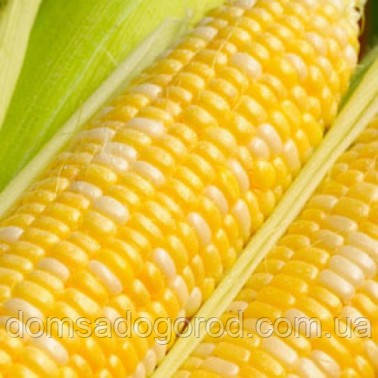 Кукурудза цукрова МОРЕЛЕНД F1 Syngenta 100 000 шт.
