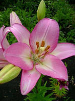 Лілія LA гібрид Samur 12/14