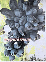 Саженец винограда сорт Фуршетный