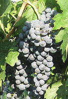 Саженец винограда сорт Мерло