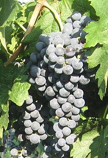 Саженец винограда сорт Мерло - фото 1 - id-p948355673