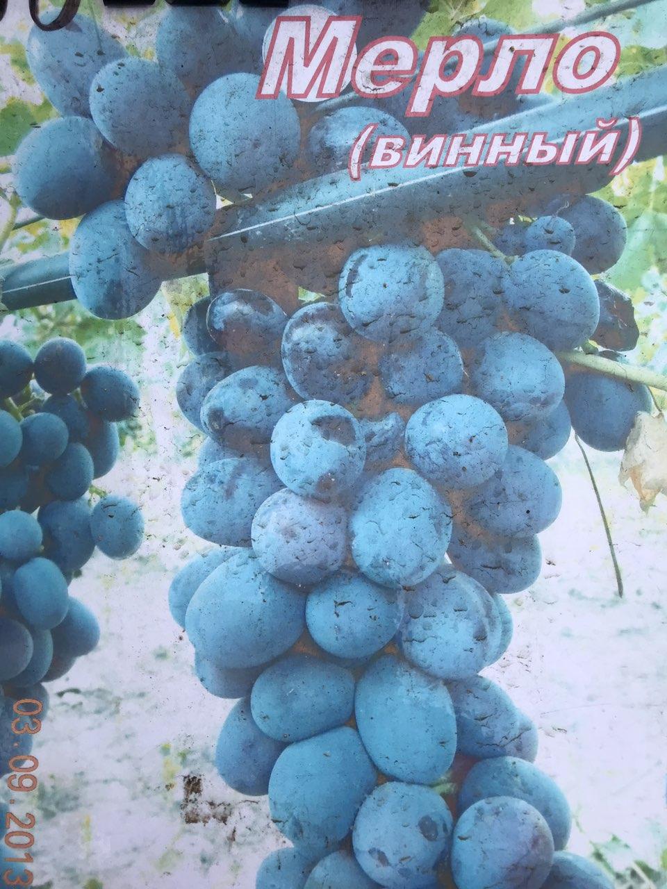 Саженец винограда сорт Мерло - фото 2 - id-p948355673