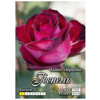 Саджанець троянди чайно-гібридної "ГОСПЕЛЬ"