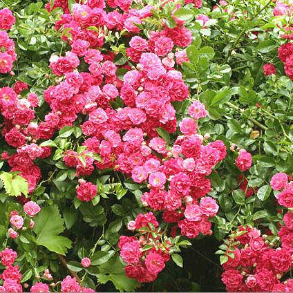 Санат: Жапон порносы