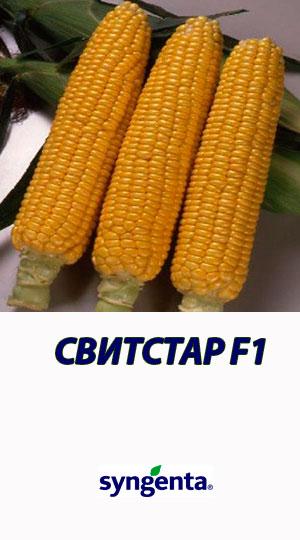 Семена Кукурузы СВИТСТАР F1 (сахарная) 100 000 сем., Сингента