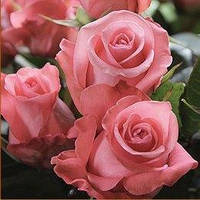 Саджанець троянди чайно-гібридної Ленні ПРЕМІУМ