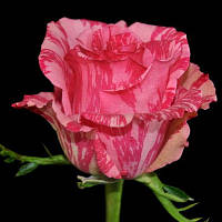 Саджанець троянди чайно-гібридної ПІНК ИНТУИШН ПРЕМІУМ