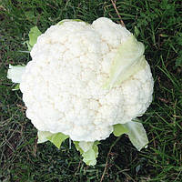 Насіння цвітної капусти Ардент F1 (2500 нас.) Clause