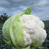 Насіння кольорової капусти Трайдент F1 (2500 сем.) Clause