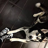 Шкарпетки Sammy Icon Balto 36-40, фото 6