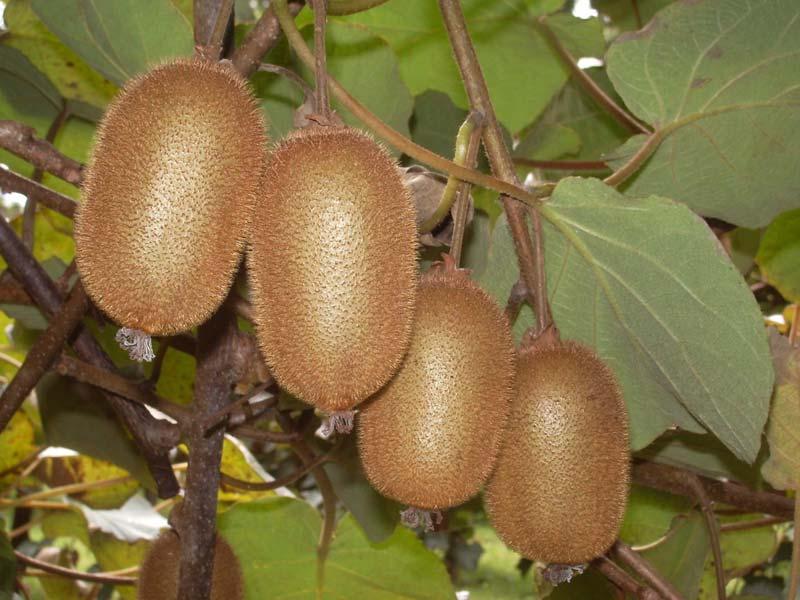 Саджанці КІВІ БРУНО в контейнері, фото 1