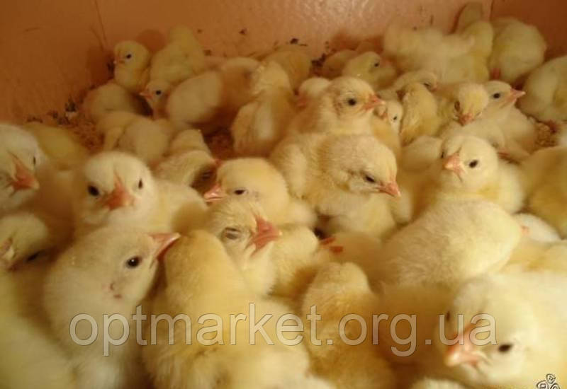 Килимок з підігрівом для тварин і птахів 80х150 (обігрівач для курчат, кроленят, ґрунту, розсади) 240 В