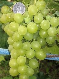 Саджанець винограду Мускат Жемчужний