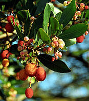 Земляничное дерево Арбутус (Arbutus) 40-50 см.