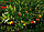 Суничне дерево Кавун (Arbutus) 30-40 см., фото 4
