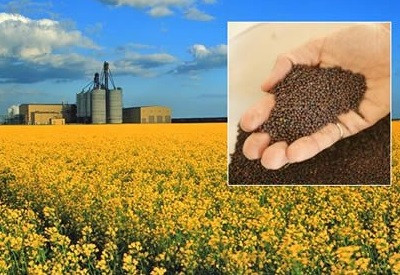 Семена озимого рапса Клеопатра