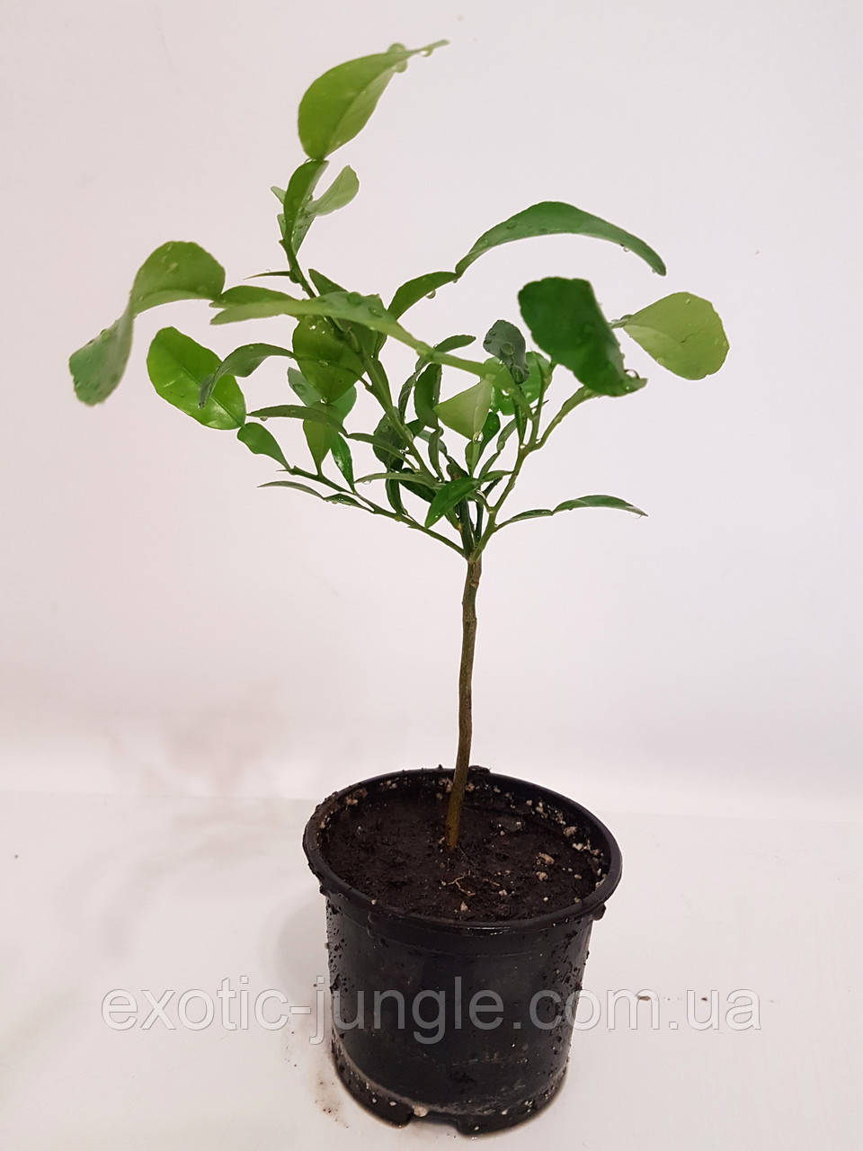 Лайм Кафрський, Хістрикс (Kaffir Lime, Citrus hystrix) 25-30 см. Кімнатний