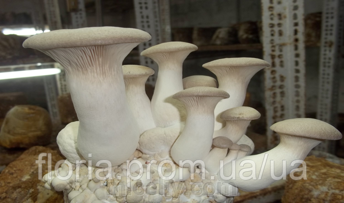 Купить Живой зерновой Мицелий Вешенки королевской, 100 г., цена 100 грн ...