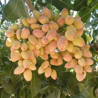 Фісташка Альбіна (зкс) 2 роки