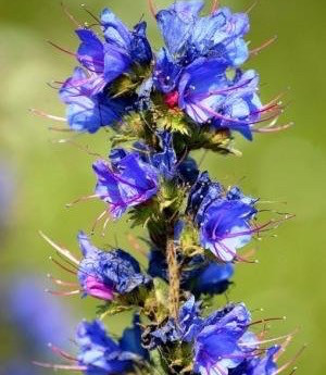 Синяк насіння, 5 кг