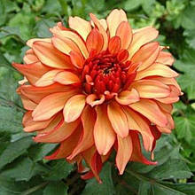 Жоржина низькоросла Gallery Art Deco